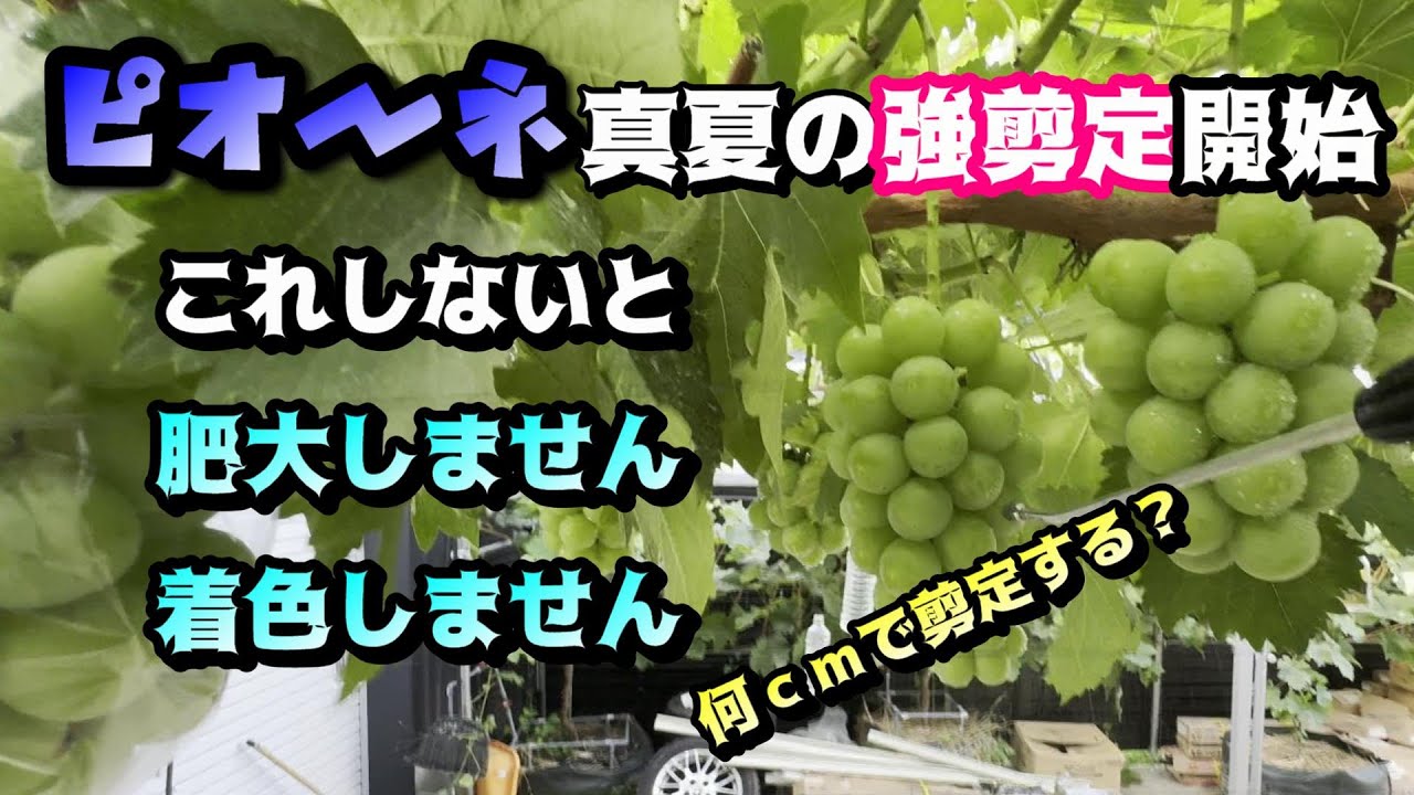 ピオーネ夏季の強剪定、強摘心！シャインマスカットは水揚げ開始ぎみ。着色、玉張アブサップ鉢植えも。家庭菜園ぶどう栽培
