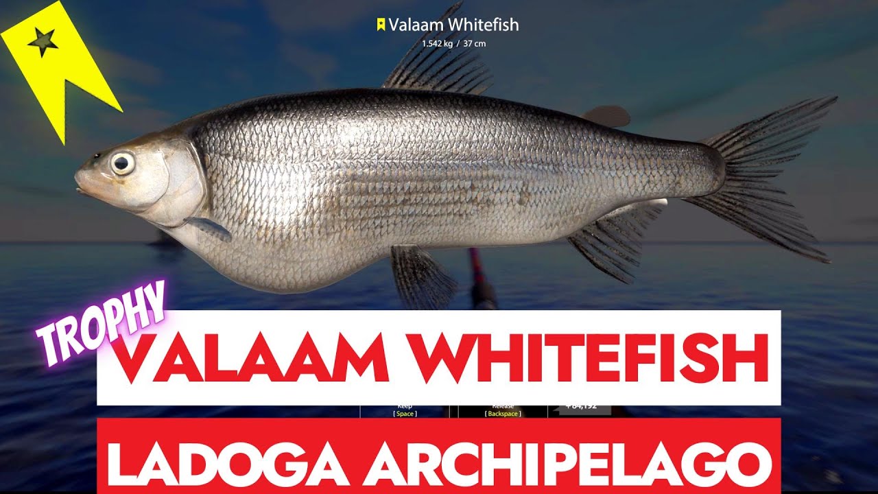RUSSIAN FISHING 4 - RF4 - TROPHY VALAAM WHITEFISH - LADOGA ARCHIPELAGO