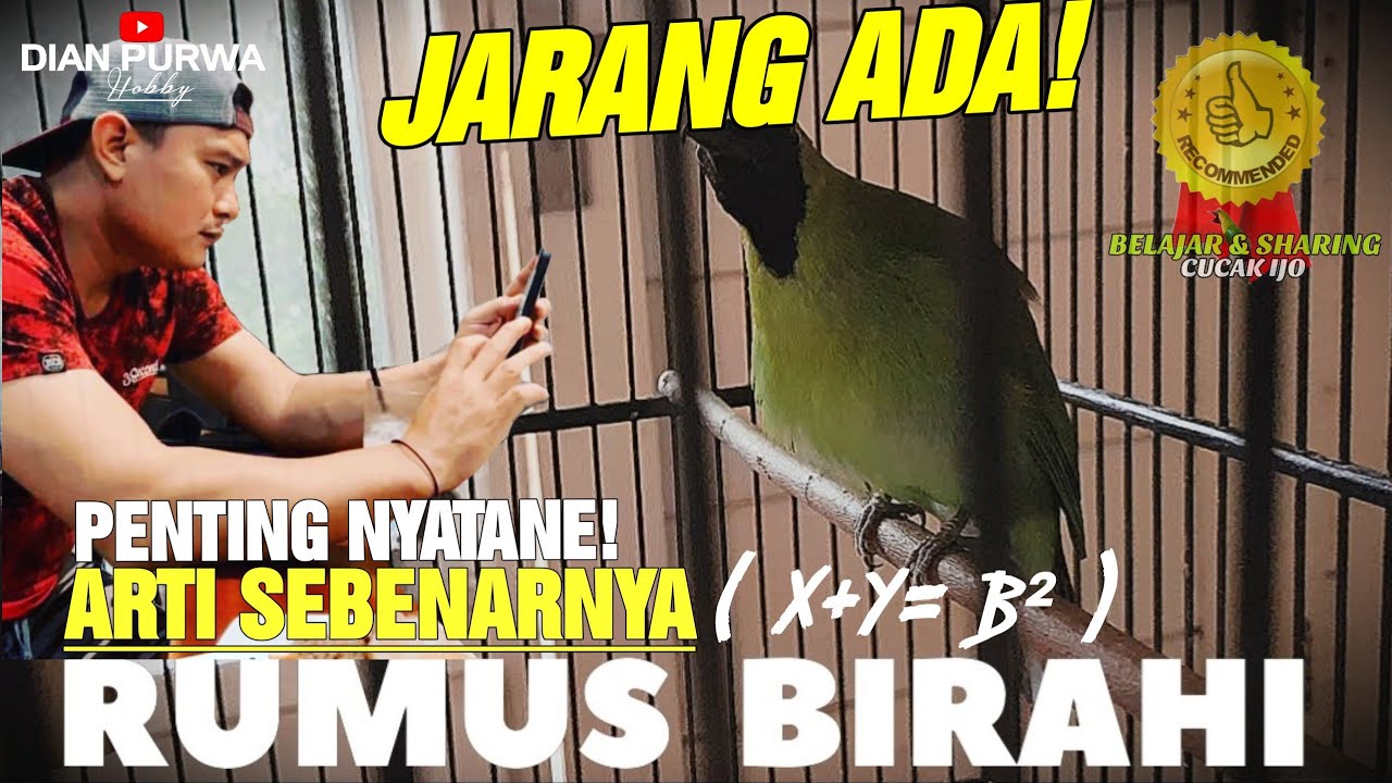 FAKTA DAN NYATA❗PENGALAMAN ARTI SEBENARNYA CUCAK IJO BIRAHI 🔥ATUR STABILNYA DISINI RUMUS BIRAHI