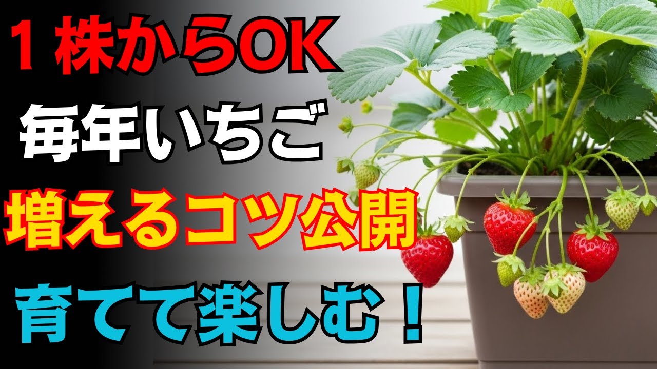 ９９％が知らない！初めてでも安心！プランターで育てるイチゴ栽培の極意【園芸】【ガーデニング】【初心者】