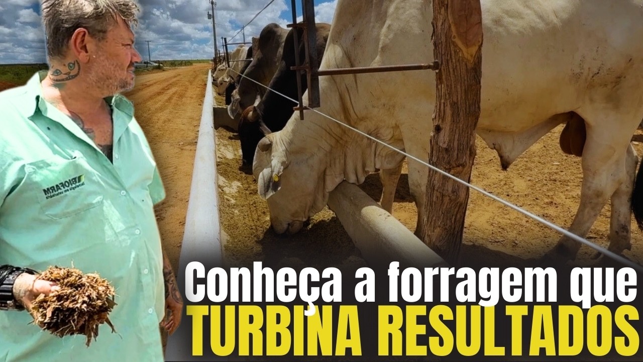 🤯 Da recria ao confinamento: como funciona o ciclo completo do boi gordo 🐂