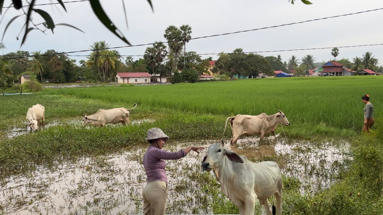 Taking the cow to the rice field to graze on fresh grass-farmer in village