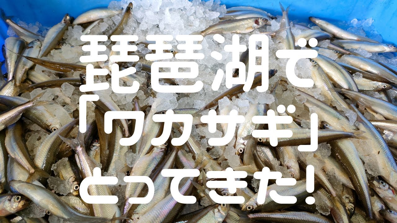 琵琶湖でわかさぎとってきた！