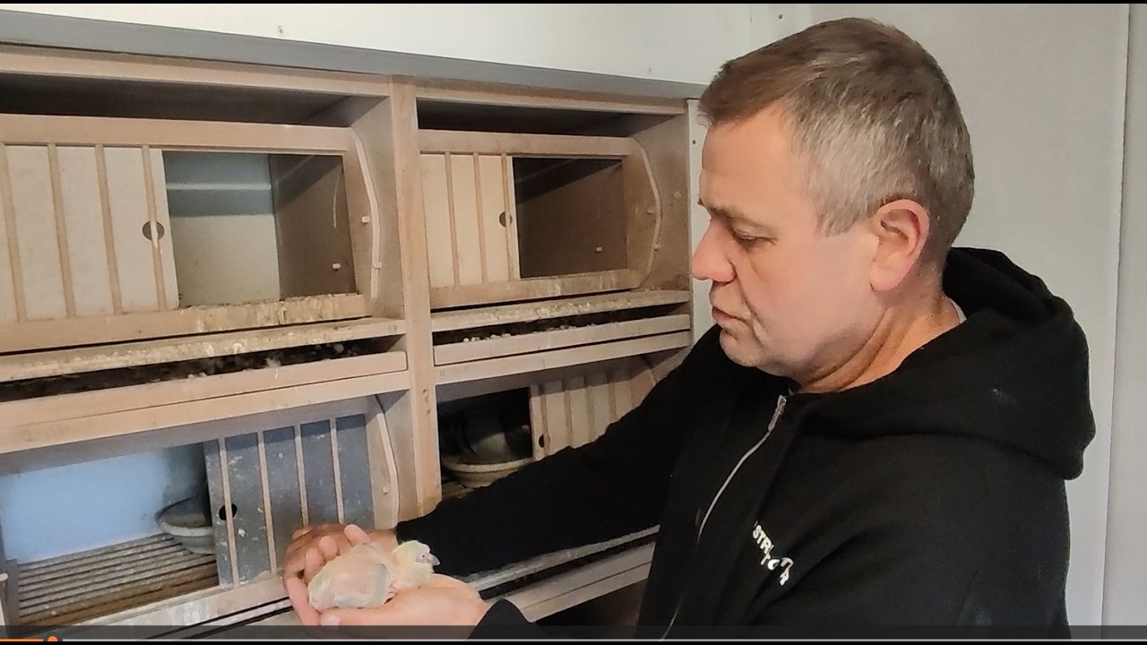 PTASI WYPAS - Krystian Chyła PZHGP 074 Kociewie - 29.03.2026 - Idą święta zajączki się pokluły....