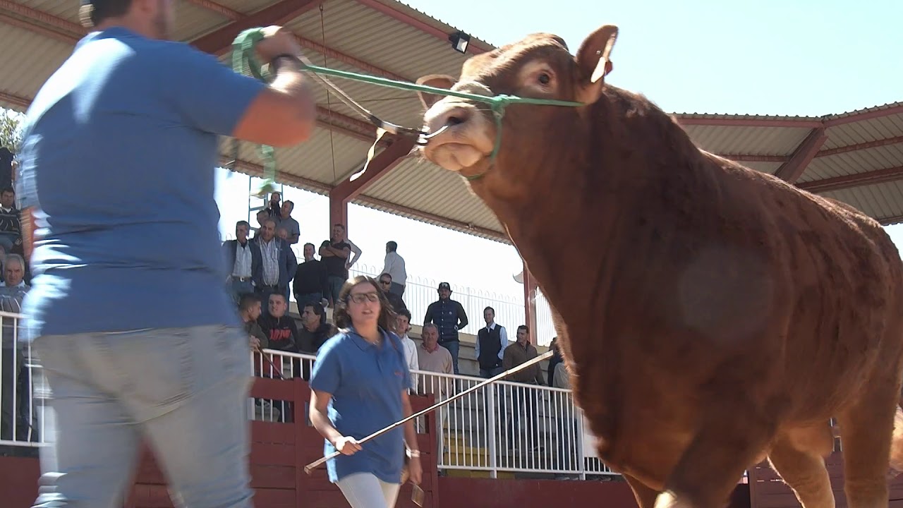 Subasta Salamanca 2019 con puja récord