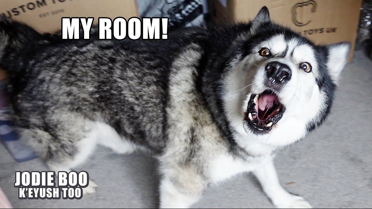 We Were Told To GET OUT Of My Husky’s Bedroom!