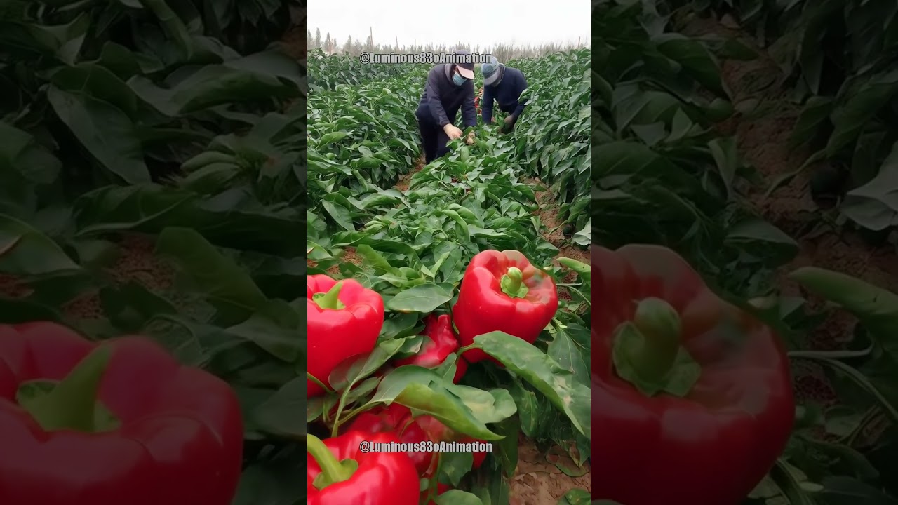 Beautiful Morning on the Farm #new #ModernFarming #share #Farmers #WorkingTheLand #verticalvideo