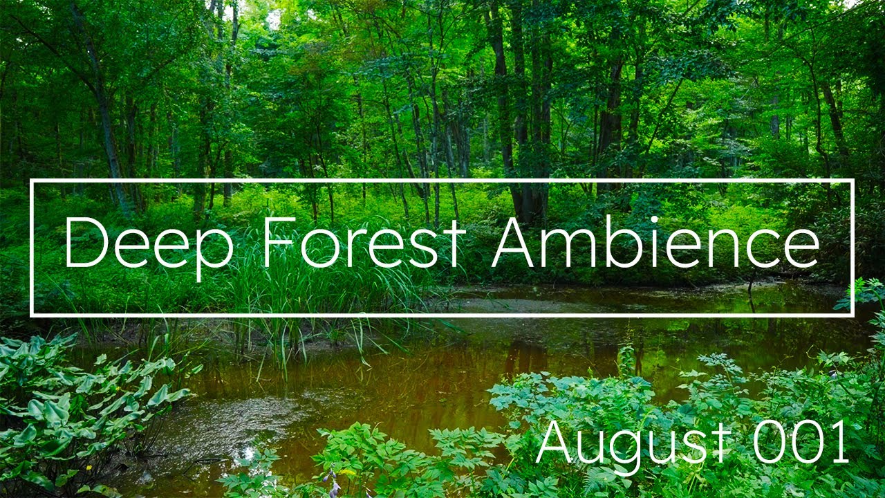 【自然音】8月のアファンの森001｜エゾゼミの合唱と水のせせらぎ | Deep Forest Ambience | August 001
