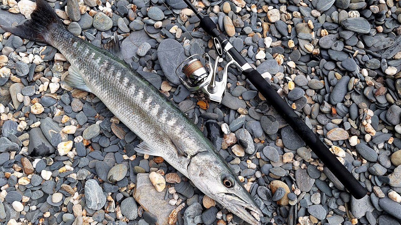 Shimano Stradic FM vs Barracuda