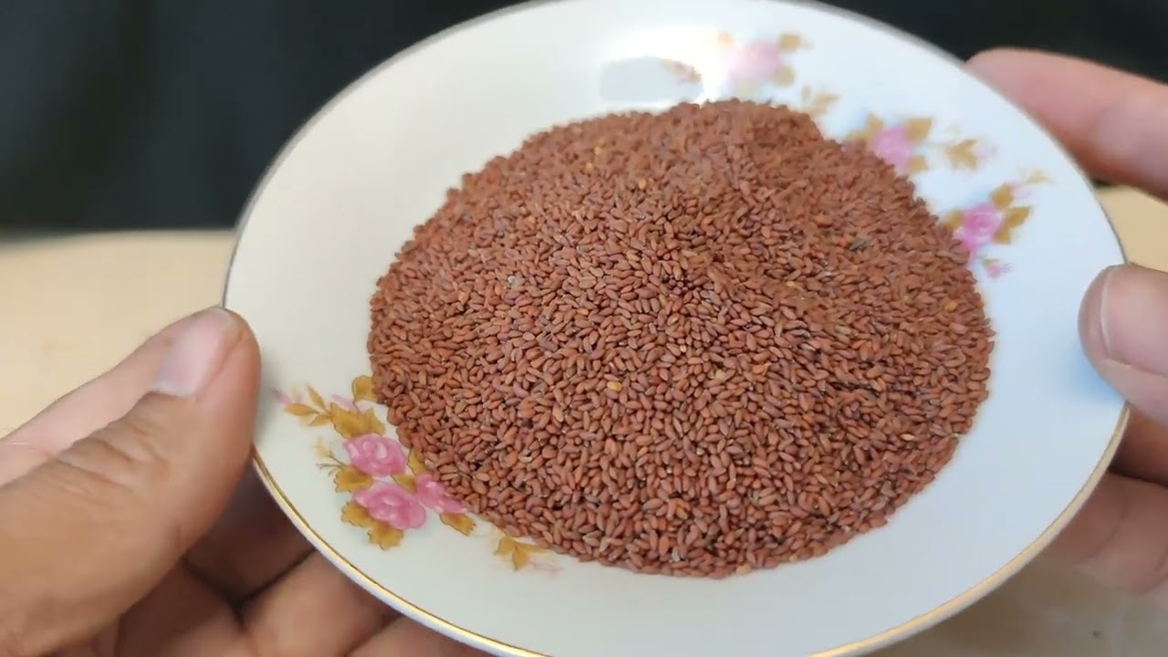 اهميه حب الرشاد لطيور الزينه