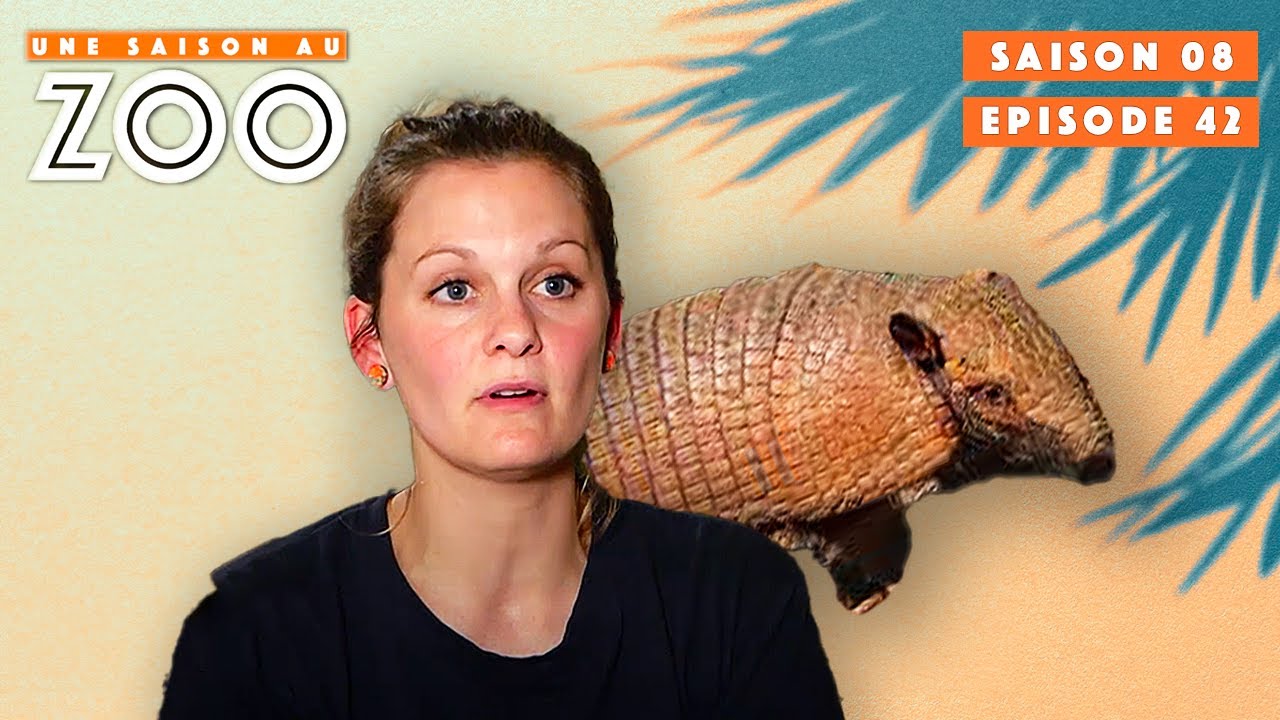 Les Tatous ont Mangé de la Mort aux Rats! 😱 | S08EP42 | Émission Intégrale | Une Saison Au Zoo