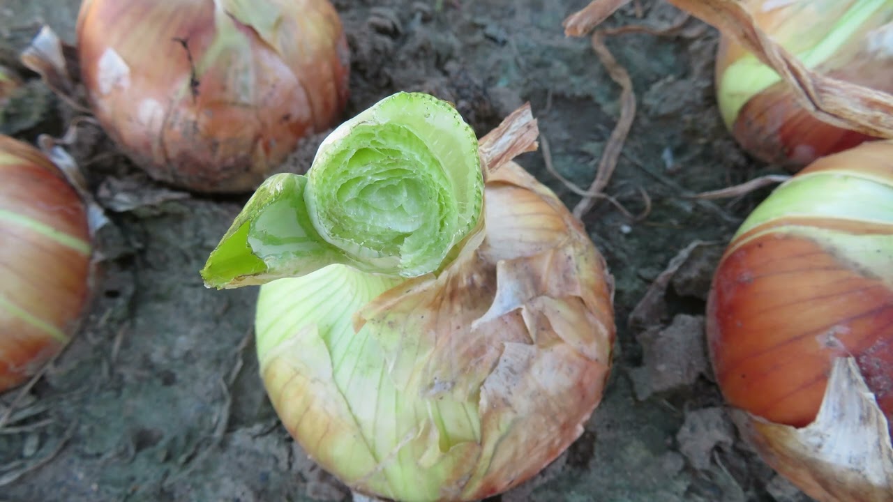 Rolling Onions to Reduce Bacterial Bulb Rot