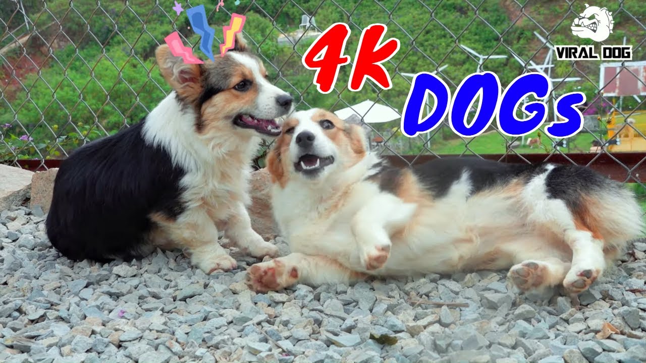 Funny Dogs And Puppies Life 4K Quality Video Episode 5 | Viral Dog