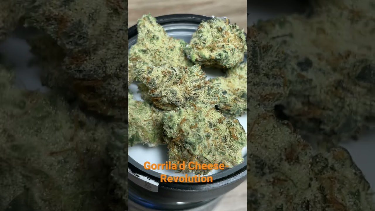 Gorilla&rsquo;d Cheese- Revolution