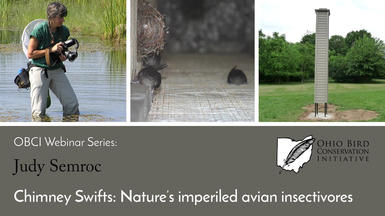 OBCI Webinar Series - Judy Semroc - Chimney Swifts, nature's imperiled avian insectivores