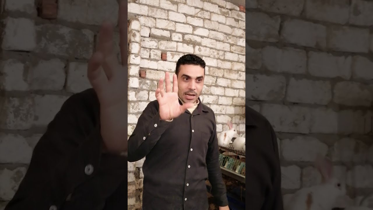 التهاب الرحم عند الأرانب ((16))