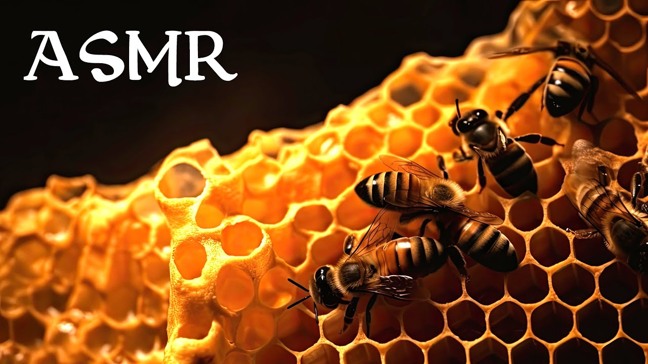 The World of Bees (ASMR Story for Sleep)