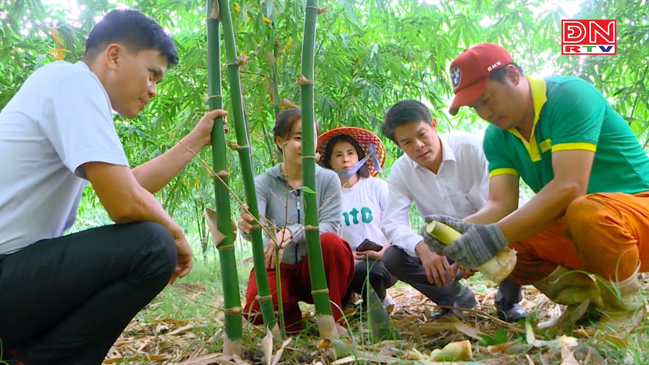 Hiệu quả mô hình trồng tre lấy măng