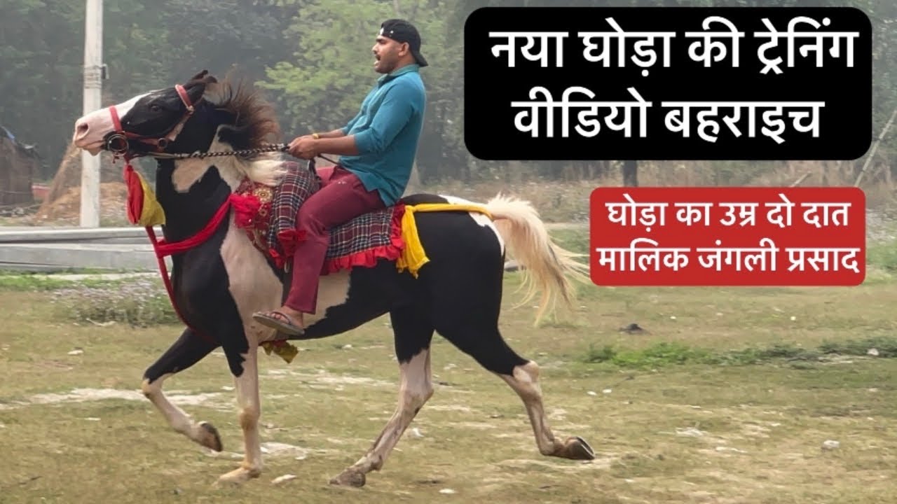  New Horse Training video Baharaich Horse Owner Jangali Prasad, Horse Rider Hari Narayan Yadav￼