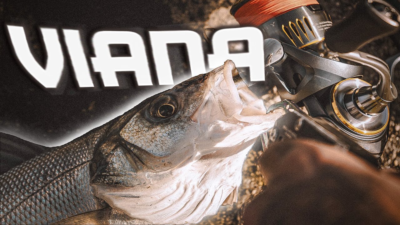 Será que há ROBALOS em VIANA? 🎯 LIGHTGAME FISHING | TLAC VLOG 029