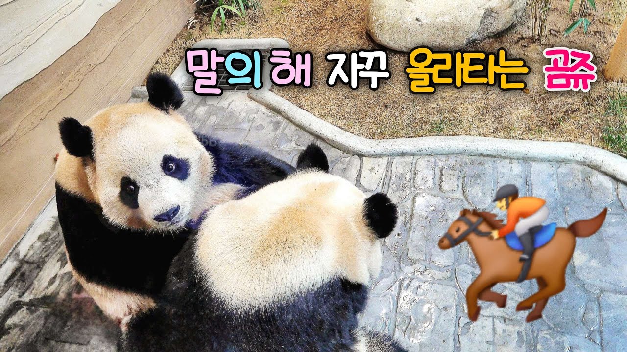 똑똑한 루이바오 후이바오 말의 해 어찌 된 사연인지 알고 싶다