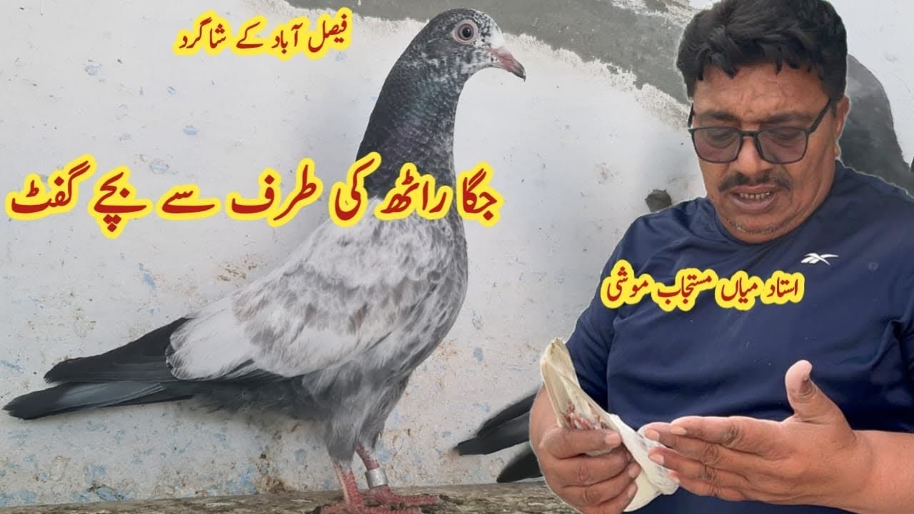 Faisalabad se Shagird ki Taraf Se Parwazi Bachay Gift | Ustad Mian Moshi