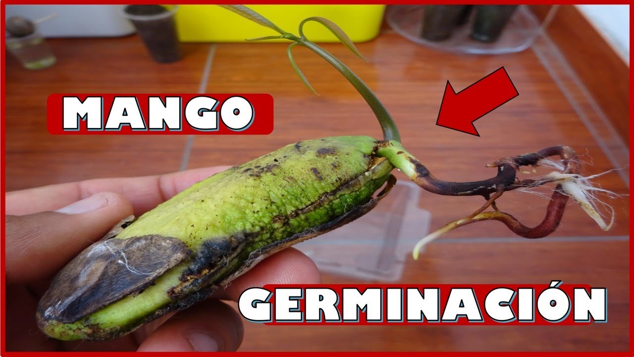 APRENDE A GERMINAR SEMILLAS DE MANGO USANDO EL M&Eacute;TODO DEL ALGOD&Oacute;N H&Uacute;MEDO