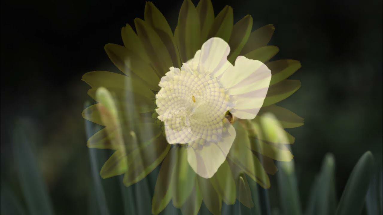 Abraham Hicks ~ Indecision, confusion and conflicting desires