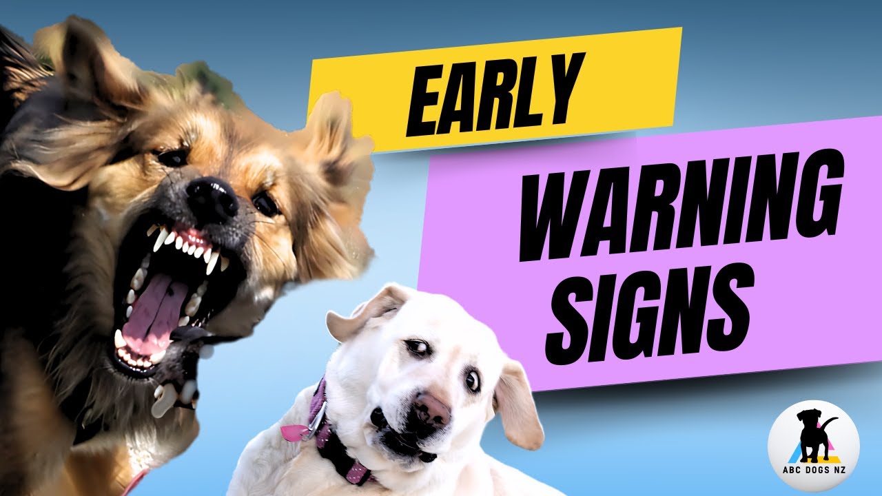 Read the Signs💥  Prevent the Dog Fight