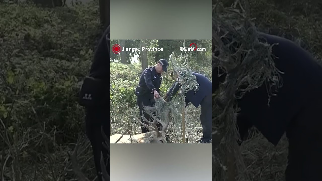 Milu deer rescued from fishing net entanglement in Jiangsu
