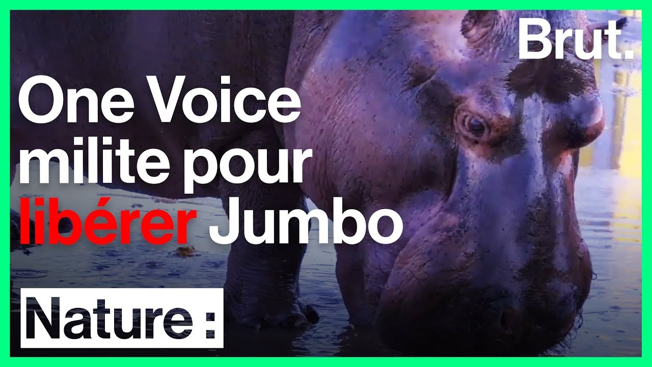L'ONG One Voice milite pour libérer Jumbo