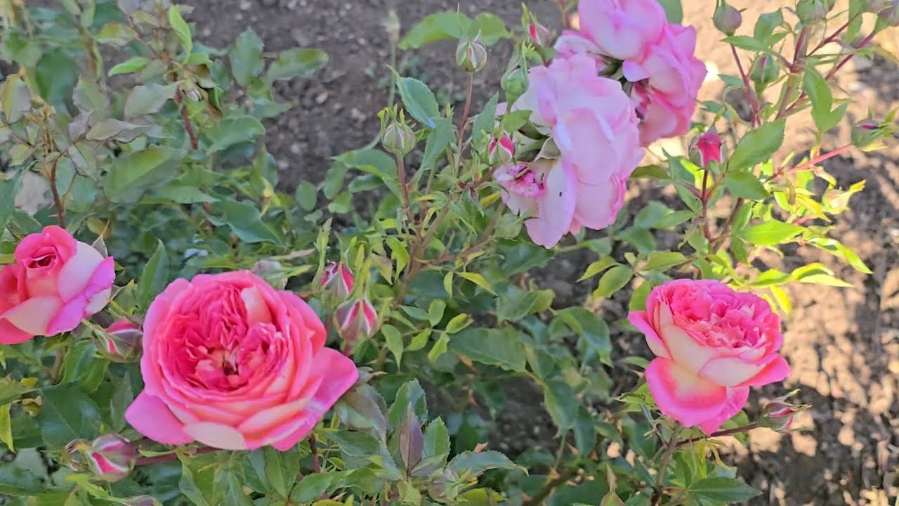 Грузинский питомник VARDOMANIA 🌹🌿☀️
