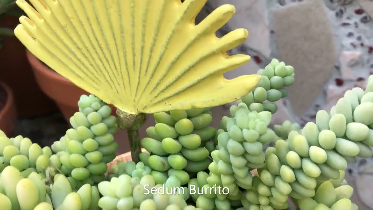 Sedum Burrito | Succulents of The Day | Leaf & Designs | Succulentas Del Dia
