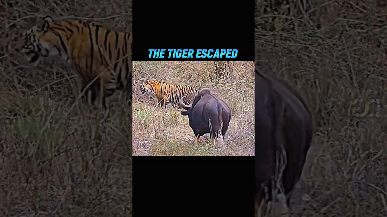 Tiger vs Bull Gaur #trending #wildlife #animals #tigerbullgaur #shorts #short #shortsviral