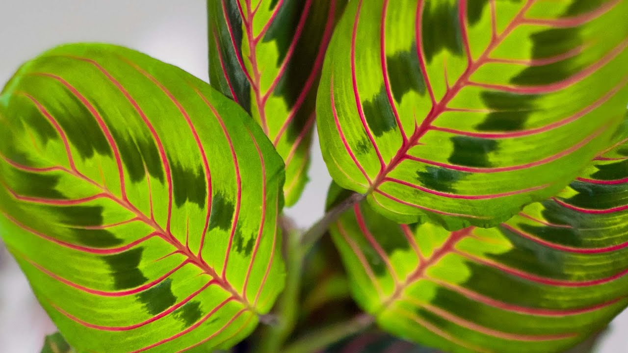 Top Houseplants for Low Light | Costa Farms