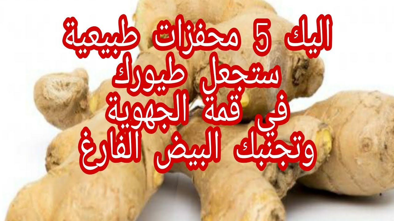 افضل 5 فتمينات ومحفزات طبيعية لتجهيز طيور الكناري والحسون والبادجي موجودة في كل منزل