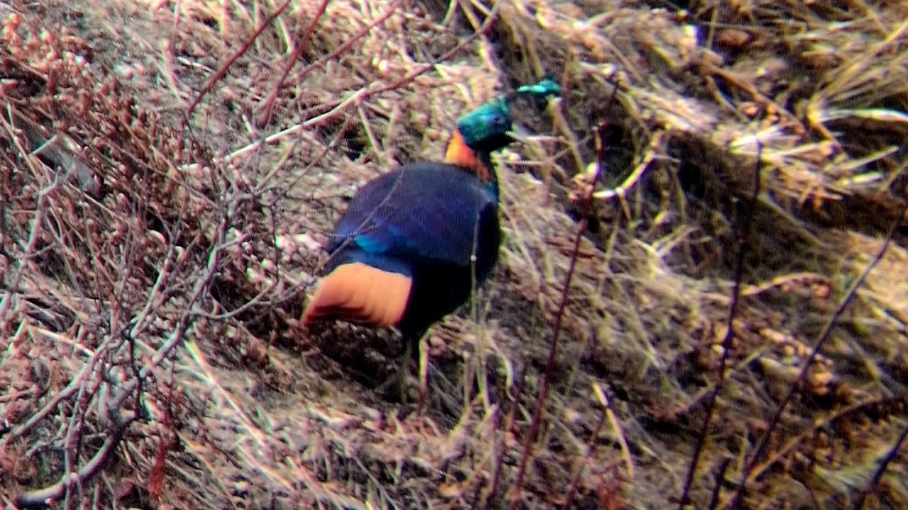 Chopta Birdwatching | Chopta Bird Photography Tour | Himalayan Monal Point | Himalaya Birding Guide 