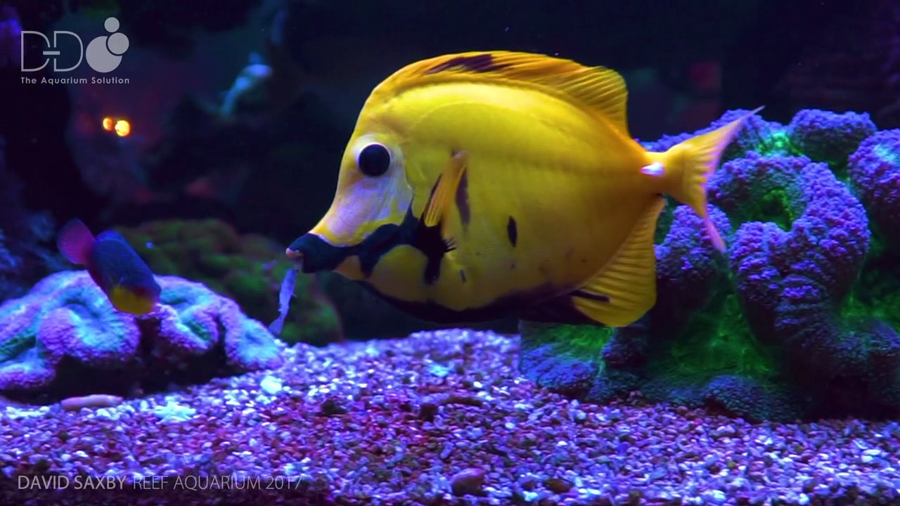 DAVID SAXBY REEF AQUARIUM 2017