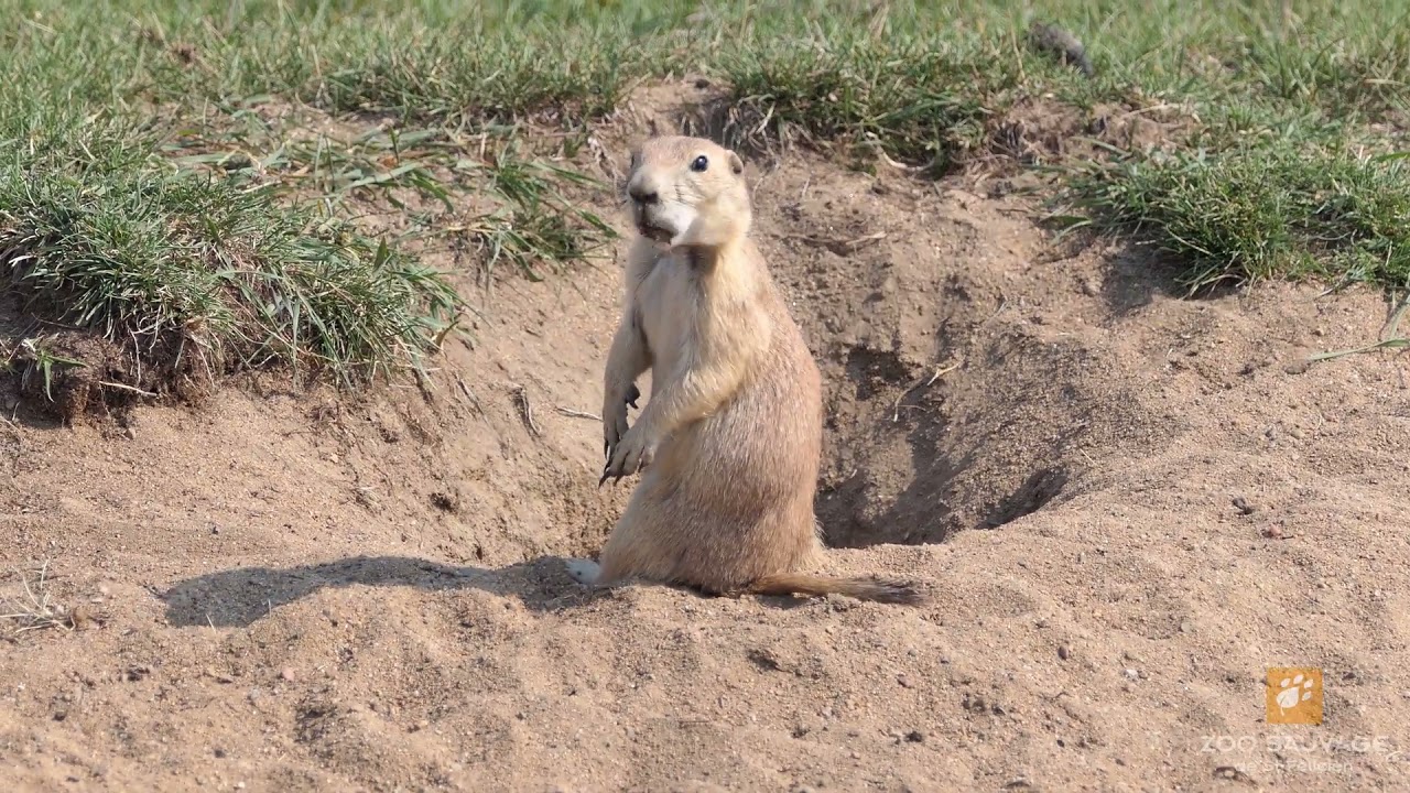 Le cri du chien de prairie