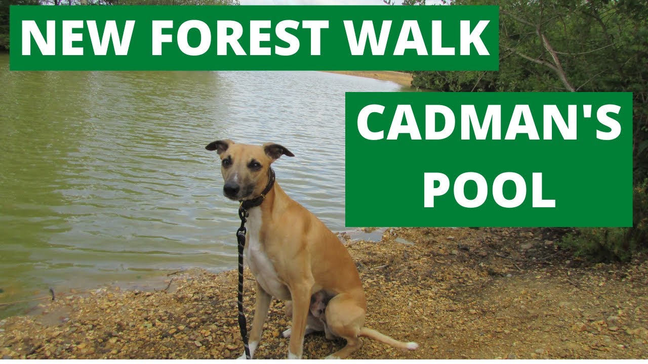NEW FOREST WALK AT CADMAN'S POOL (NEW FOREST NATIONAL PARK)