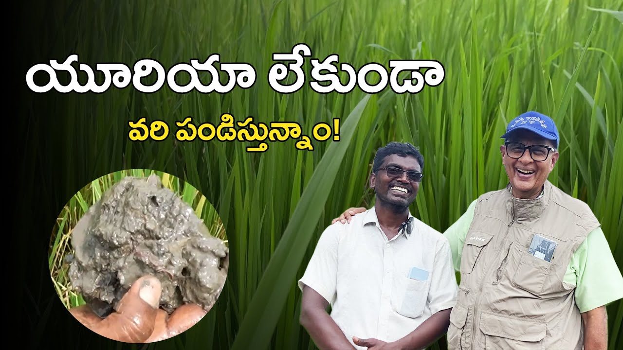 E393 | వరిలో ఎరువులు తగ్గించడానికి ఉత్తమ మార్గం! #gramabazaar| 94912 78836, 833 1800 100