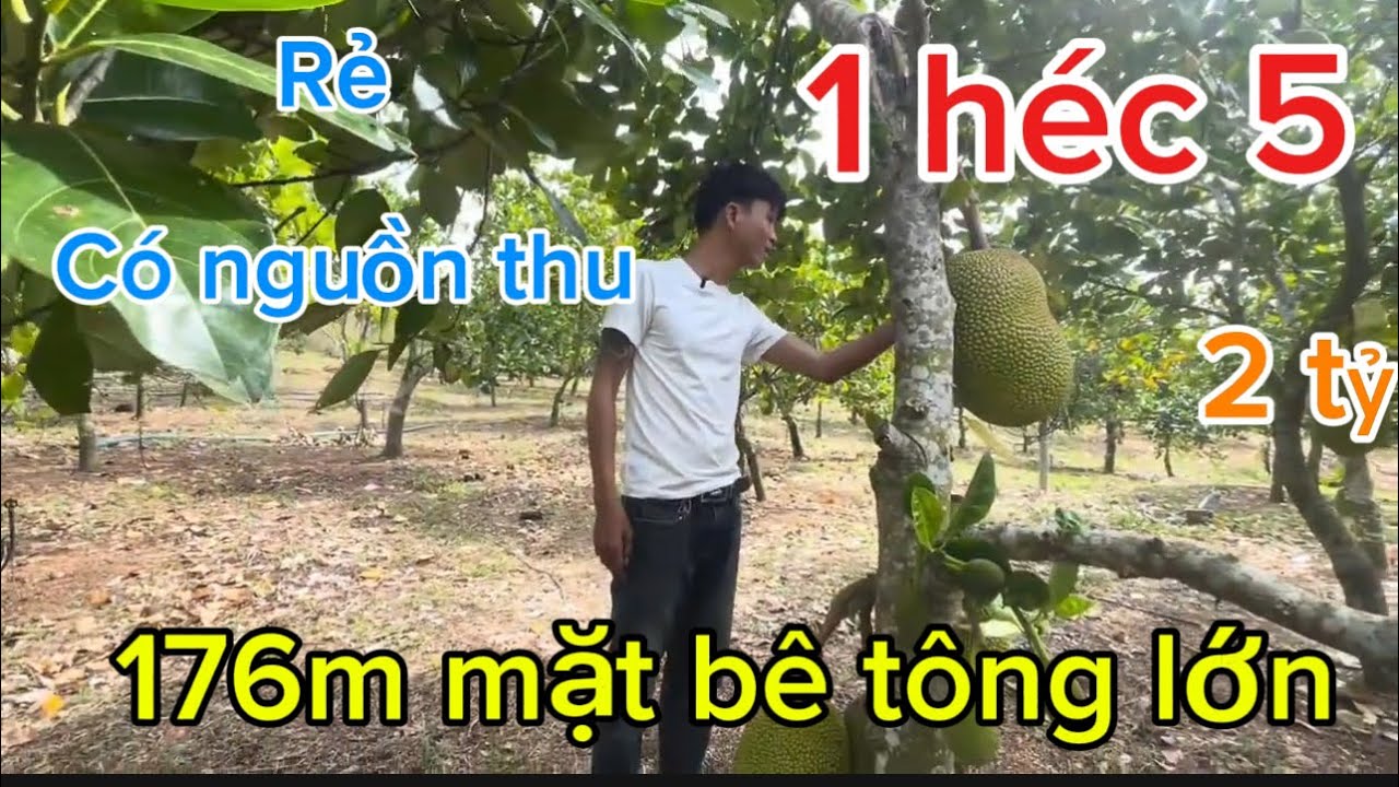Bán 1 héc 5 có 600 cây mít thái điện nước giếng khoan đầy đủ có 176m mặt đường bê tông 