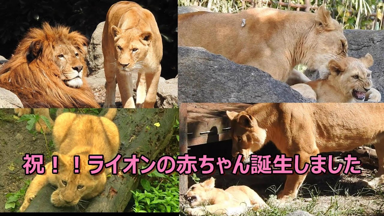 【超激レア】ネオとさくらの間にライオンの赤ちゃん誕生したよSP動画♡とべ動物園