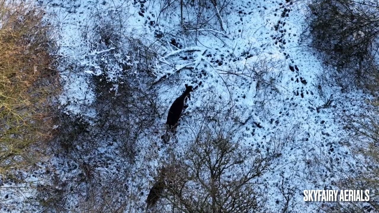 Wild Deer  captured from the Air In southern Denmark.  On the island of Tåsinge.  