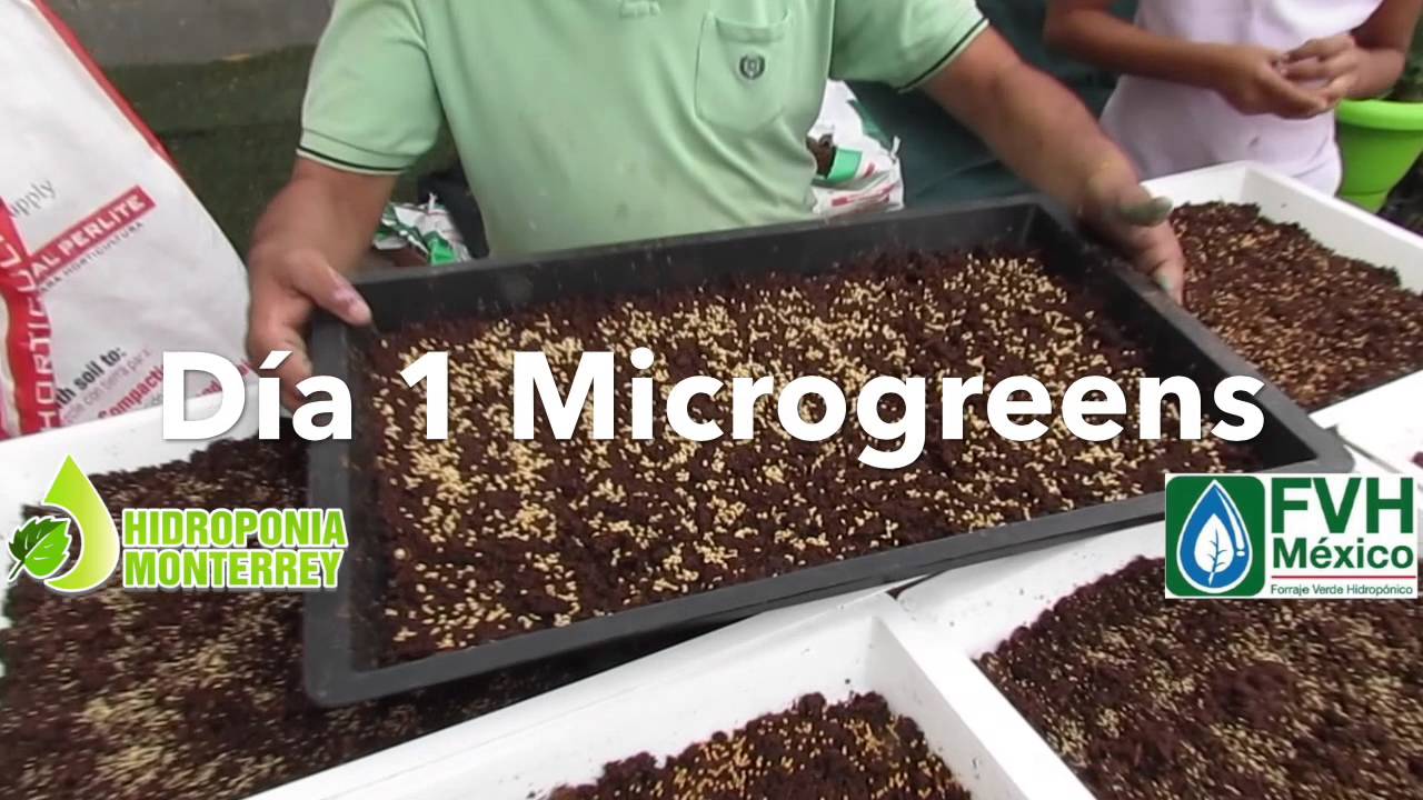 Microgreens: Siembra y primera día