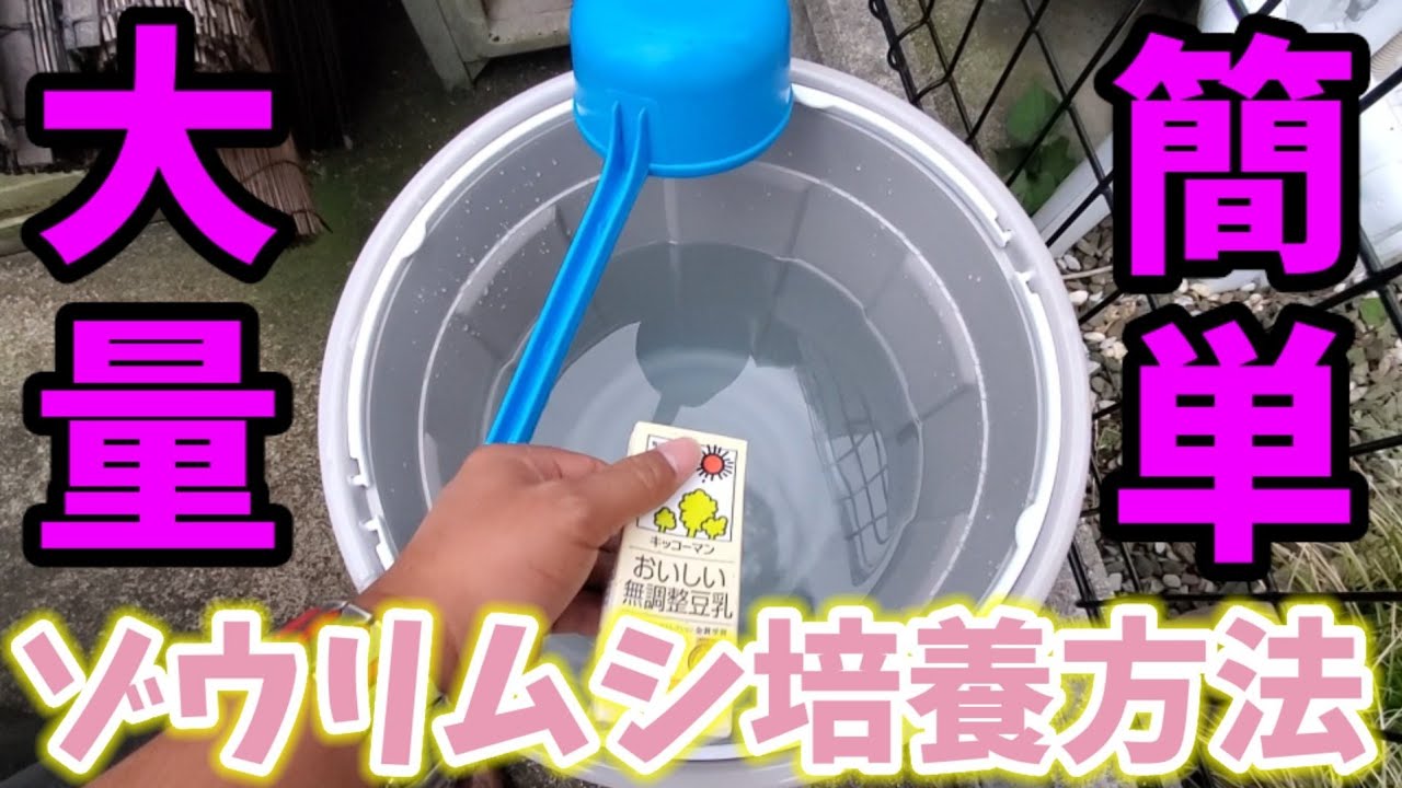大量簡単ゾウリムシ培養方法‼️初心者でも絶対に失敗しない！針子稚魚の餌【無調整豆乳】もうペットボトルは卒業します‼️安らぎAQUAちゃんねる