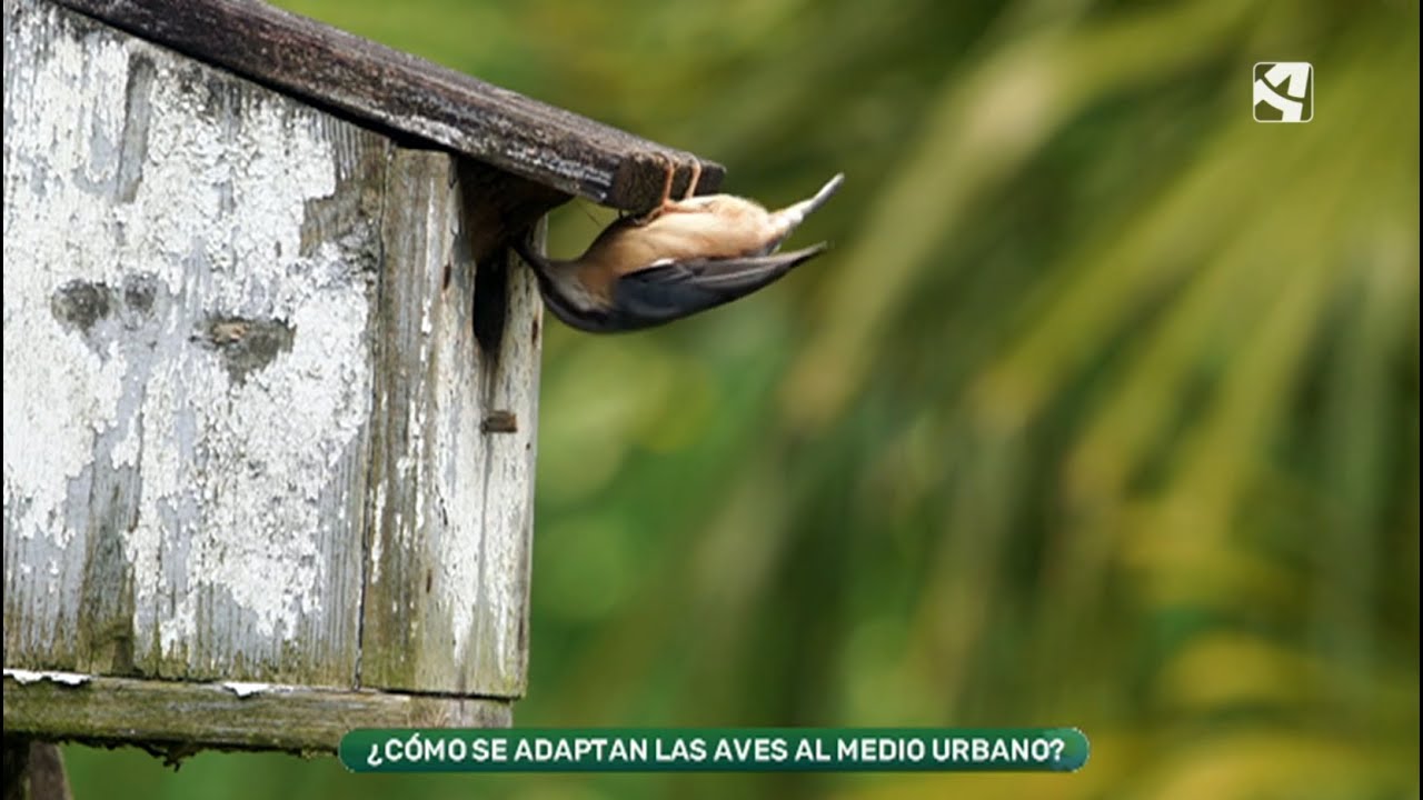 Cómo se adaptan las aves al medio urbano