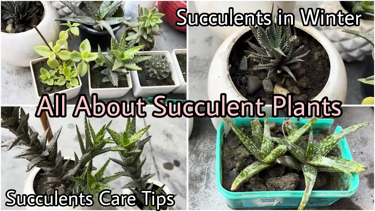 All About Succulent Plants || Succulents in Winters || Succulent Care Tips 🪴 