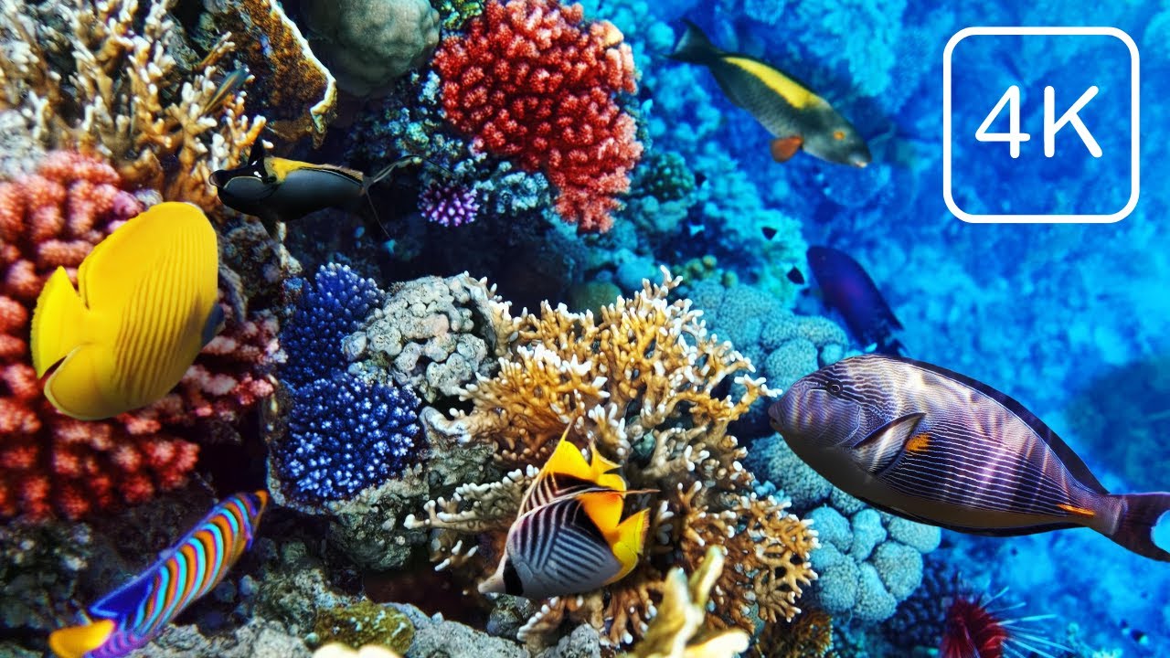 Коралловый риф отеля REEF OASIS BLUE BAY, Египет 2022. Снорклинг. Coral Reef 10-min RELAX. Egypt