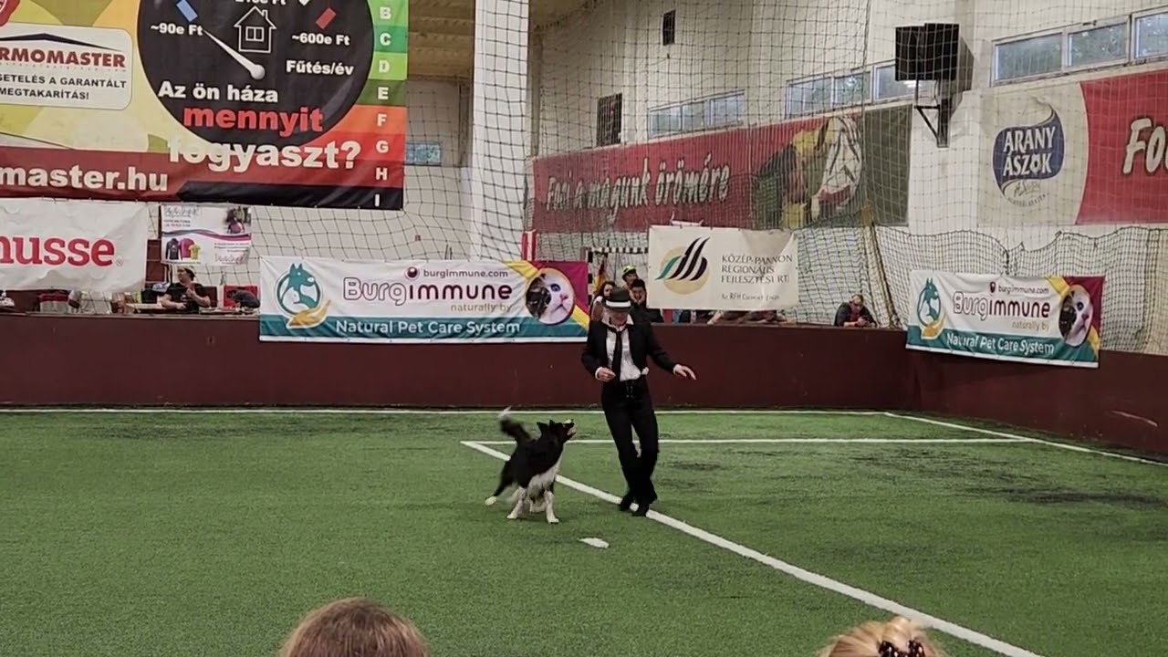 Ayden auf der OEC 2023 Hungary Dogdance HTM & FREESTYLE